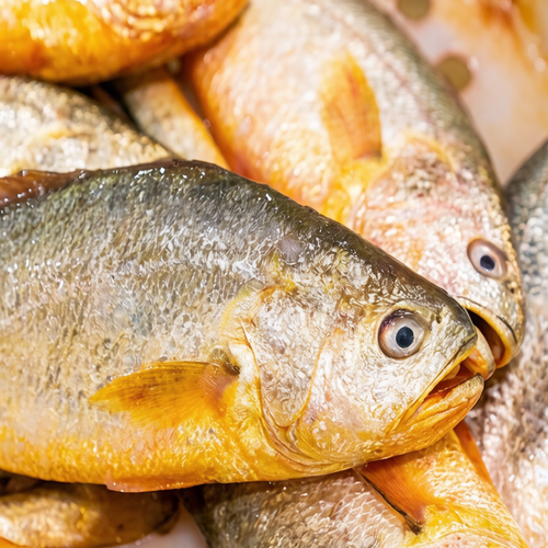 Fresh Yellow Croaker